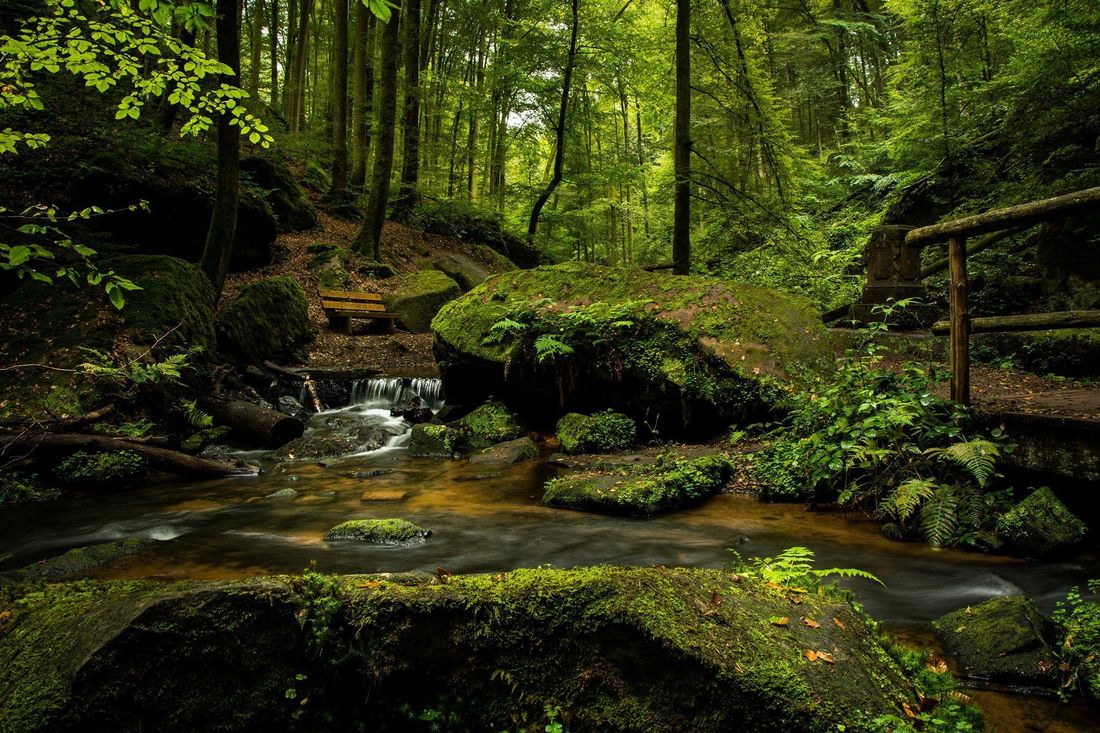 A serene forest stream
